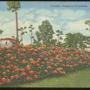 Vintage Unused Postcard of Florida's Gorgeous Poinsettias