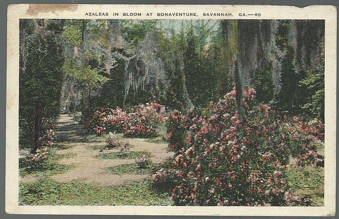 Unused Vintage Postcard of Azaleas in Bloom at Bonaventure, Savannah, Georgia