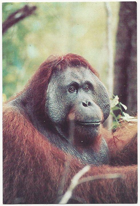 Unused Postcard of Orangutan in Tanjung Puting National Park, Indonesia