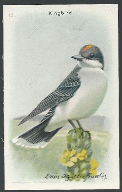 Victorian Trade Card for Arm and Hammer Useful Birds Series The Kingbird