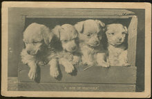 Postcard of Four Puppies, Box of Mischief 1921
