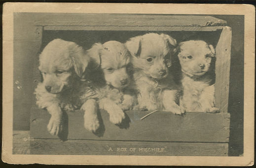 Postcard of Four Puppies, Box of Mischief 1921