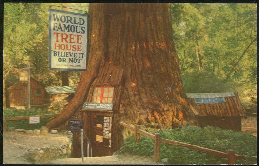 Postcard of World Famous Tree House Redwood California