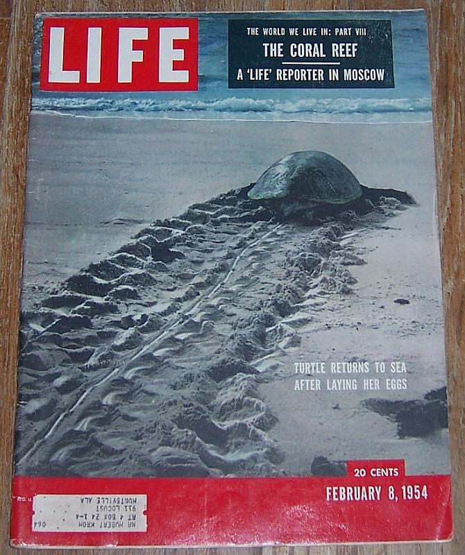 Life Magazine February 8, 1954 Turtle Returns to Sea on Cover/Coral Reefs/Russia