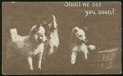 Postcard of Three Puppies Shall We See You Soon