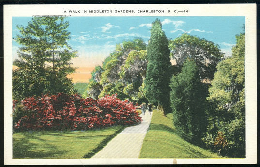 Postcard of Walk in Middleton Gardens, Charleston, South Carolina