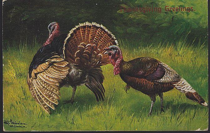 Vintage Undivided Thanksgiving Greetings Postcard with Turkeys in the Grass 1906