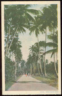 Postcard of Three People on Palm Lined Walk in Trinidad
