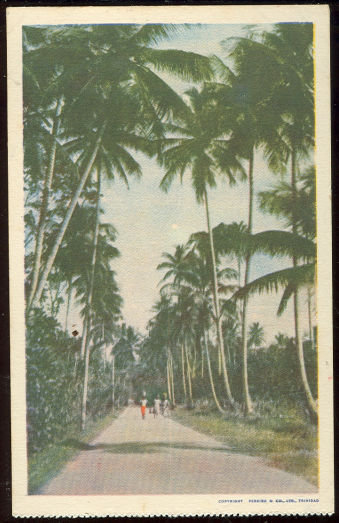 Postcard of Three People on Palm Lined Walk in Trinidad