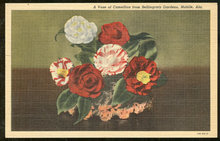 Postcard of Vase of Camellias From Bellingrath Gardens, Mobile, Alabama