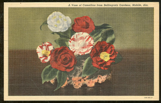 Postcard of Vase of Camellias From Bellingrath Gardens, Mobile, Alabama