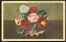 Postcard of Vase of Camellias From Bellingrath Gardens, Mobile, Alabama