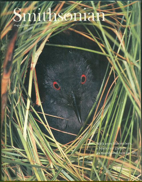 Smithsonian Magazine August 1988 Elusive Rail Bird
