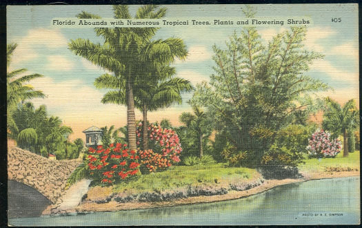 Postcard of Florida's Tropical Trees, Plants and Shrubs