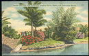 Postcard of Florida's Tropical Trees, Plants and Shrubs