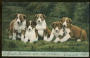 Postcard of Five Cute Brown and White Puppy Dogs 1906