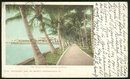 Postcard of The Walk at Palm Beach, Florida 1904