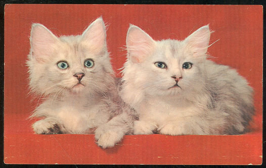 Postcard of Mr. and Mrs., Two White Fluffy Kittens