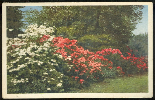 Postcard of Azaleas Missouri Botanical Garden St. Louis