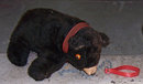 Vintage Stuffed Black Bear with Red Collar and Leash