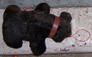 Vintage Stuffed Black Bear with Red Collar and Leash