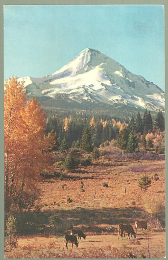 Postcard Mt. Hood Oregon with Balm of Gilead and Cows