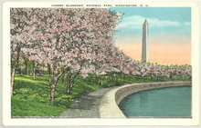 Postcard of Cherry Blossoms, Potomac Park Washington DC