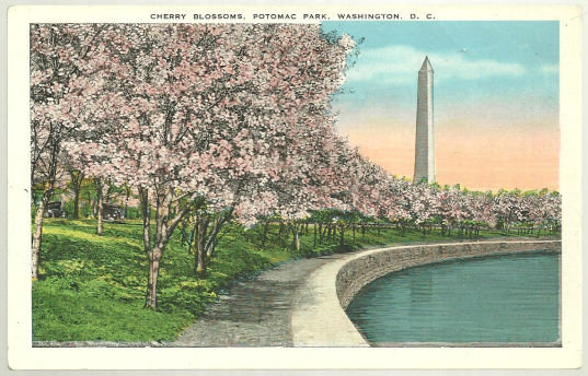 Postcard of Cherry Blossoms, Potomac Park Washington DC