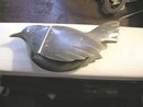 Vintage Snuff Box in the Shape of a Bird