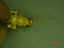 Vintage VERO 14K GP Toy Soldier Nutcracker Pin