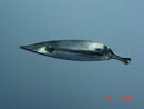 Sterling Silver Stuart Nye Leaf Pin