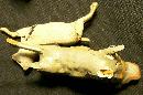 Victorian Era Composition Toy Animals 1800's Germany Christmas Creche/Nativity Set of 3 As Is
