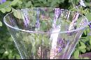 Nouveau Art Glass Champagne: Rueven Hand-painted