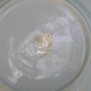 George Stubbs Horse & Carriage Ceramic Plate Amsterdam Souvenir 7.75