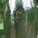 Hock Wine Bottle: Olive Green Turn-Mold