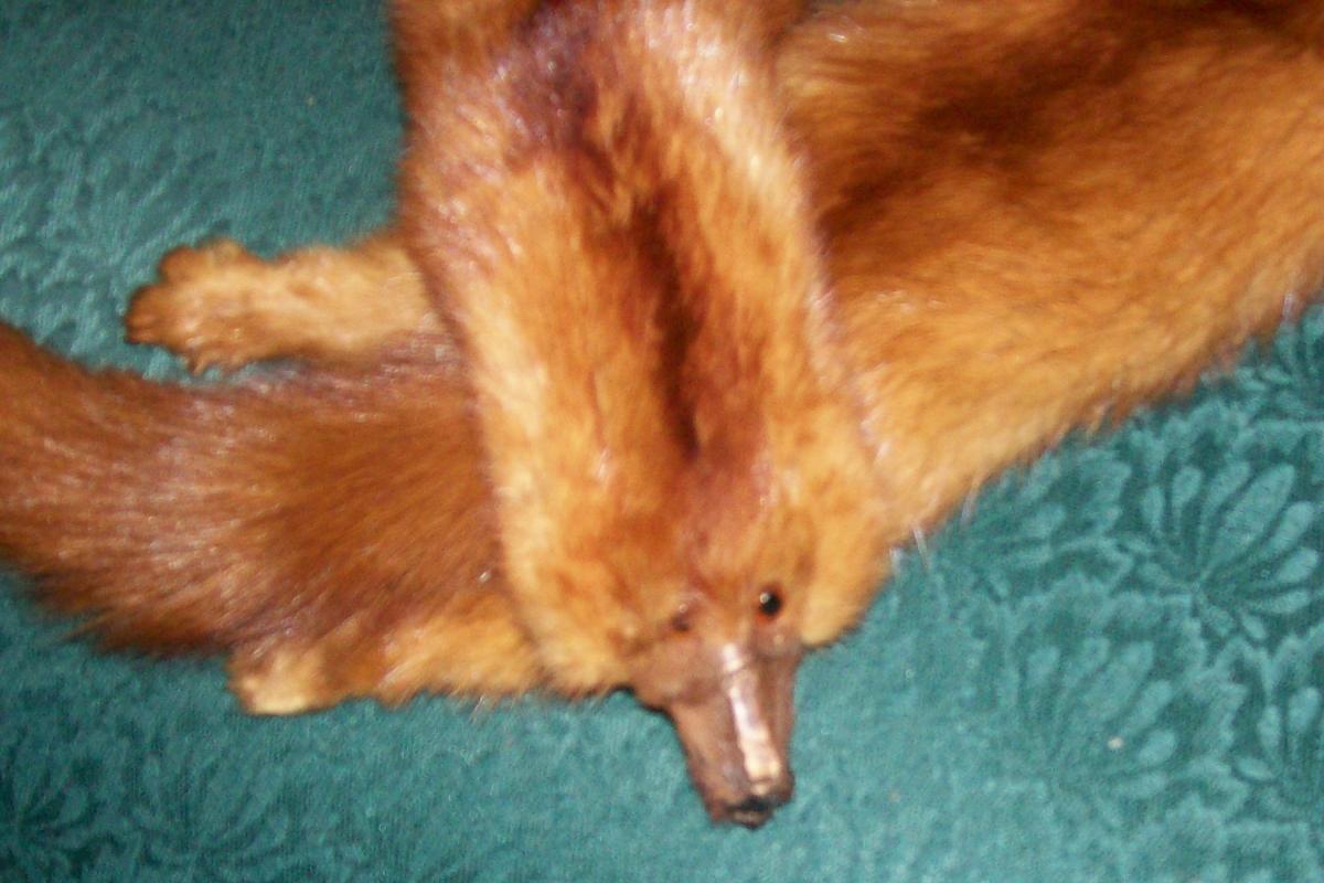Triple Mink Fur Wrap: Heads & Tails: 1940's-50's Red-Brown