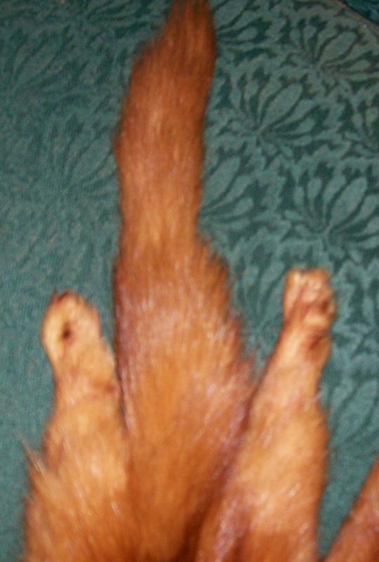 Triple Mink Fur Wrap: Heads & Tails: 1940's-50's Red-Brown