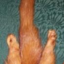 Triple Mink Fur Wrap: Heads & Tails: 1940's-50's Red-Brown
