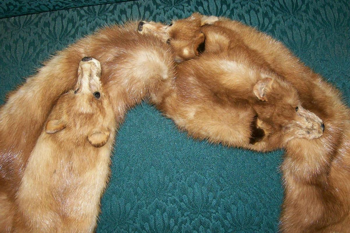 Triple Mink Fur Wrap: Heads & Tails: 1940's-50's Red-Brown
