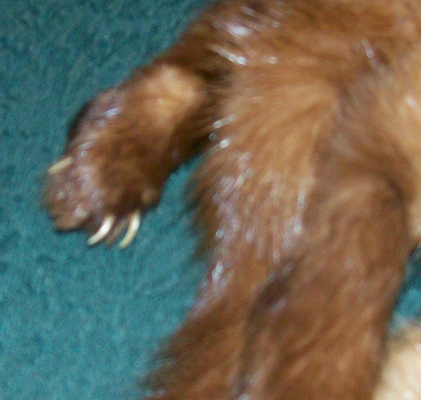 Triple Mink Fur Wrap: Heads & Tails: 1940's-50's Red-Brown