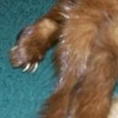 Triple Mink Fur Wrap: Heads & Tails: 1940's-50's Red-Brown