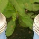 Jeannette Delphite Blue Salt & Pepper Shakers: Molded Chianti Bottle Shape