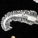 Coro Silver-Tone Feather Brooch/Pin & Earrings Set Ca. 1960's Signed
