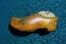 Wooden Shoe Pin Cushion: Early 1900's Souvenir