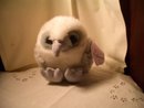 Puffkins Falcon