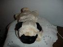 TY Beanie Buddy Dog