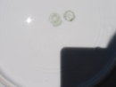 LIMOGES CAKE PLATE
