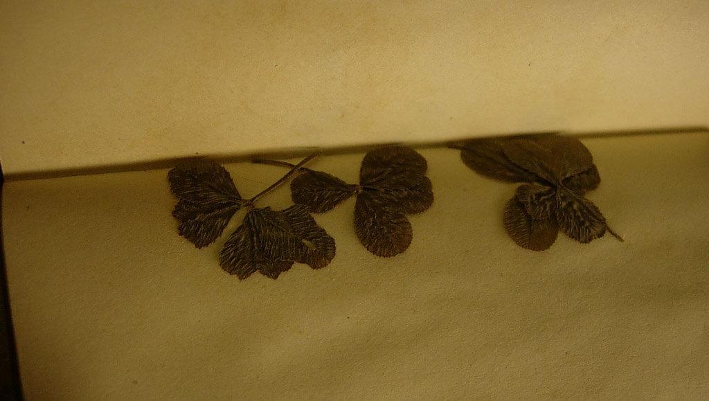 Four Leaf clover antique leather book FULL of irish clover and history