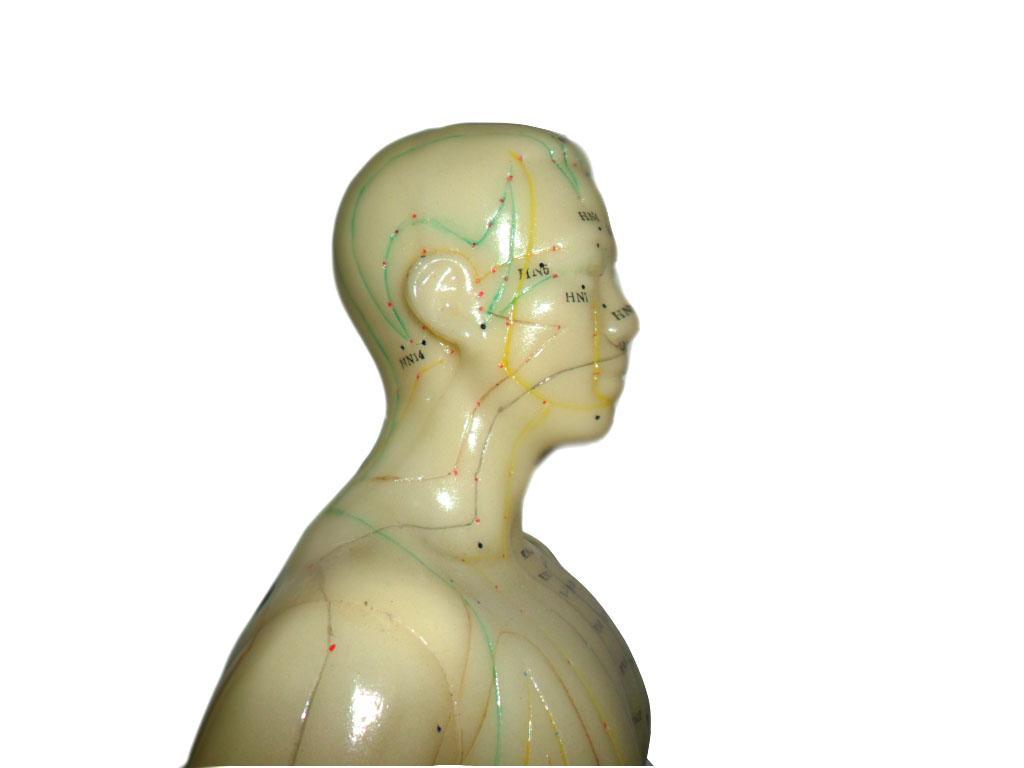 Vintage Acupuncture model in original book Flexible Male on wood stand