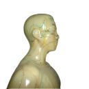 Vintage Acupuncture model in original book Flexible Male on wood stand